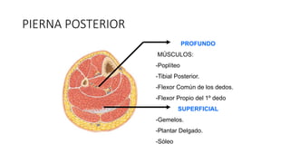 PIERNA POSTERIOR
PROFUNDO
MÚSCULOS:
-Poplíteo
-Tibial Posterior.
-Flexor Común de los dedos.
-Flexor Propio del 1º dedo
SUPERFICIAL
-Gemelos.
-Plantar Delgado.
-Sóleo
 
