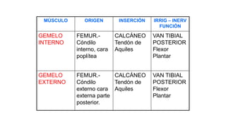 MÚSCULO ORIGEN INSERCIÓN IRRIG – INERV
FUNCIÓN
GEMELO
INTERNO
FEMUR.-
Cóndilo
interno, cara
poplítea
CALCÁNEO
Tendón de
Aquiles
VAN TIBIAL
POSTERIOR
Flexor
Plantar
GEMELO
EXTERNO
FEMUR.-
Cóndilo
externo cara
externa parte
posterior.
CALCÁNEO
Tendón de
Aquiles
VAN TIBIAL
POSTERIOR
Flexor
Plantar
 