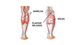 GEMELOS
SÓLEO
PLANTAR
DELGADO
 
