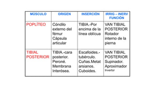 MÚSCULO ORIGEN INSERCIÓN IRRIG – INERV
FUNCIÓN
POPLÍTEO Cóndilo
externo del
fémur
Cápsula
articular
TIBIA.-Por
encima de la
línea oblícua
VAN TIBIAL
POSTERIOR
Rotador
interno de la
pierna
TIBIAL
POSTERIOR
TIBIA.-cara
posterior.
Peroné.
Membrana
Interósea.
Escafoides.-
tubérculo.
Cuñas.Metat
arsianos.
Cuboides.
VAN TIBIAL
POSTERIOR
Supinador.
Aproximador
Invertor
 