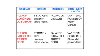 MÚSCULO ORIGEN INSERCIÓN IRRIG – INERV
FUNCIÓN
FLEXOR
COMÚN DE
LOS DEDOS.
TIBIA.- Cara
posterior
tercio medio.
FALANGES
DISTALES
VAN TIBIAL
POSTERIOR
Flexor
Común
FLEXOR
LARGO DEL
PRIMER
DEDO
PERONÉ.-
Cara
posterior,
tercio inferior.
FALANGE
DISTAL DEL
PRIMER
DEDO.
VAN TIBIAL
POSTERIOR
Flexor del
primer dedo.
 