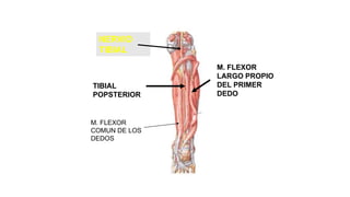 TIBIAL
POPSTERIOR
M. FLEXOR
LARGO PROPIO
DEL PRIMER
DEDO
M. FLEXOR
COMUN DE LOS
DEDOS
NERVIO
TIBIAL
 