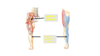 NERVIO
SAFENO
INTERNO
NERVIO
CRURAL
 