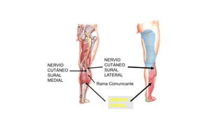 NERVIO
CUTÁNEO
SURAL
MEDIAL
NERVIO
CUTÁNEO
SURAL
LATERAL
NERVIO
SURAL
Rama Comunicante
 