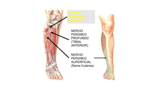 NERVIO
PERONEO
SUPERFICIAL
(Rama Cutánea)
NERVIO
PERONEO
COMÚN
NERVIO
PERONEO
PROFUNDO
(TIBIAL
ANTERIOR)
 