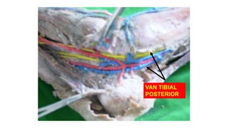 VAN TIBIAL
POSTERIOR
 