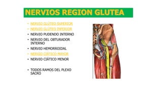 NERVIOS REGION GLUTEA
• NERVIO GLÚTEO SUPERIOR
• NERVIO GLÚTEO INFERIOR
• NERVIO PUDENDO INTERNO
• NERVIO DEL OBTURADOR
INTERNO
• NERVIO HEMORROIDAL
• NERVIO CIÁTICO MAYOR
• NERVIO CIÁTICO MENOR
• TODOS RAMOS DEL PLEXO
SACRO
 