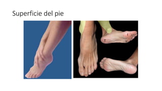 Superficie del pie
T
I
V
 