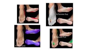 n. sural
N. Tibial post.
N.Peroneo Sup.
N. Peroneo Prof.
 