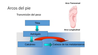 Arcos del pie
Transmisión del peso
Tibia
Astrágalo
Cabeza de los metatarsianos
Calcáneo
Arco Transversal
Arco Longitudinal
 