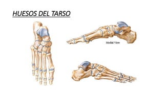 HUESOS DEL TARSO
 