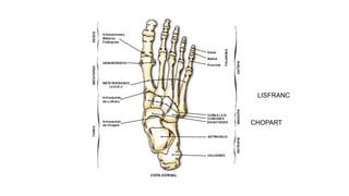 LISFRANC
CHOPART
 