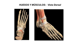 HUESOS Y MÚSCULOS– Vista Dorsal
 