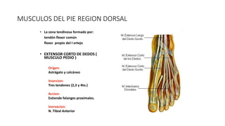 MUSCULOS DEL PIE REGION DORSAL
• La zona tendinosa formado por:
tendón flexor común
flexor propio del I ortejo
• EXTENSOR CORTO DE DEDOS (
MUSCULO PEDIO )
Origen:
Astrágalo y calcáneo
Insercion:
Tres tendones (2,3 y 4to.)
Accion:
Extiende falanges proximales.
Inervacion:
N. Tibial Anterior
 