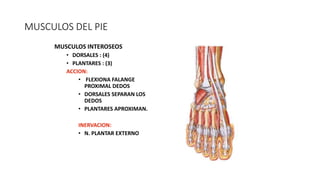 MUSCULOS DEL PIE
MUSCULOS INTEROSEOS
• DORSALES : (4)
• PLANTARES : (3)
ACCION:
• FLEXIONA FALANGE
PROXIMAL DEDOS
• DORSALES SEPARAN LOS
DEDOS
• PLANTARES APROXIMAN.
INERVACION:
• N. PLANTAR EXTERNO
 