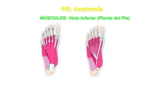 PIE: Anatomía
MÚSCULOS: Vista Inferior (Planta del Pie)
 