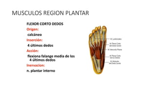 MUSCULOS REGION PLANTAR
FLEXOR CORTO DEDOS
Origen:
calcáneo
Inserción:
4 últimos dedos
Acción:
flexiona falange media de los
4 últimos dedos
Inervacion:
n. plantar interno
 