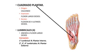 • CUADRADO PLANTAR.
• Origen:
CALCANEO
• Insercion:
FLEXOR LARGO DEDOS.
• Accion:
FLEXION DE 4 ULTIMOS
DEDOS.
• LUMBRICALES (4)
• ANEXOS A FLEXOR LARGO
DEDOS
Inervacion:
1° Lumbrical: N. Plantar Interno.
2°, 3°, 4° Lumbricales: N. Plantar
Extterno
 