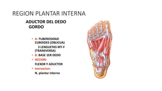 REGION PLANTAR INTERNA
ADUCTOR DEL DEDO
GORDO
• A: TUBEROSIDAD
CUBOIDES (OBLICUA)
3 LENGUETAS MT-F
(TRANSVERSA)
• B: BASE 1ER DEDO
• ACCION:
FLEXOR Y ADUCTOR
• Inervacion:
N. plantar interno
 