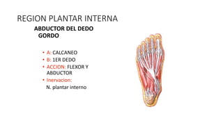 REGION PLANTAR INTERNA
ABDUCTOR DEL DEDO
GORDO
• A: CALCANEO
• B: 1ER DEDO
• ACCION: FLEXOR Y
ABDUCTOR
• Inervacion:
N. plantar interno
 