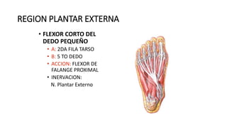 REGION PLANTAR EXTERNA
• FLEXOR CORTO DEL
DEDO PEQUEÑO
• A: 2DA FILA TARSO
• B: 5 TO DEDO
• ACCION: FLEXOR DE
FALANGE PROXIMAL
• INERVACION:
N. Plantar Externo
 