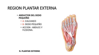 REGION PLANTAR EXTERNA
• ABDUCTOR DEL DEDO
PEQUEÑO
• A: CALCANEO
• B: DEDO PÈQUEÑO
• ACCION : ABDUCE Y
FLEXIONA.
N. PLANTAR EXTERNO
 