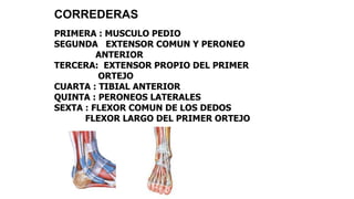 CORREDERAS
PRIMERA : MUSCULO PEDIO
SEGUNDA EXTENSOR COMUN Y PERONEO
ANTERIOR
TERCERA: EXTENSOR PROPIO DEL PRIMER
ORTEJO
CUARTA : TIBIAL ANTERIOR
QUINTA : PERONEOS LATERALES
SEXTA : FLEXOR COMUN DE LOS DEDOS
FLEXOR LARGO DEL PRIMER ORTEJO
 