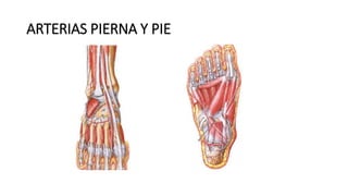 ARTERIAS PIERNA Y PIE
 