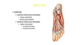 NERVIOS
• CIATICO
• CIATICO POPLITEO EXTERNO
• TIBIAL ANTERIOR
• MUSCULOCUTANEO
• CIATICO POPLITEO INTERNO
• TIBIAL POSTERIOR
• PLANTAR INTERNO
• PLANTAR EXTERNO
 