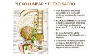 PLEXO LUMBAR Y PLEXO SACRO
• Son dos plexos nerviosos
destinados a la inervación
motora y sensitiva del miembro
inferior.
• EL PLEXO LUMBAR: Se forma
a partir de las ramas anteriores
y posteriores de las raíces
raquídeas T12, L1,L2, L3, L4 y
L5.
• El plexo lumbar se ubica
inicialmente entre el abdomen y
la pelvis.
• Sus ramas se distribuyen tanto
en la pared abdominal, en la
pared de la pelvis y finalmente
llegan al miembro inferior.
 