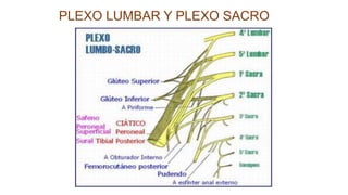 PLEXO LUMBAR Y PLEXO SACRO
 