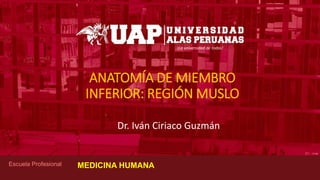 ¡La universidad de todos!
Escuela Profesional
ANATOMÍA DE MIEMBRO
INFERIOR: REGIÓN MUSLO
Dr. Iván Ciriaco Guzmán
MEDICINA HUMANA
 