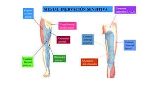 MUSLO: INERVACIÓN SENSITIVA
Rama femoral
genito crural
Femoro
cutaneo
lateral
Obturador
interno
Abdomino
genital
Cutaneo
femoral
anterior
Cutaneos
laterales(L1-L3)
Cutaneo
femoral
lateral
Cutaneo
femoral
posterior
R.Cutaneo
del obturador
 