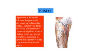 MUSLO
Aponeurosis del muslo
inicio en la aponeurosis
del tensor de la fascia lata
llega al sartorio y se desdo
bla fascia cribiforme que
envuelve al primer aductor,
la hoja posterior cubre al
pectinio se distribuye la
aponeurosis posterior cubre
a estos musculos de esta
region.
 