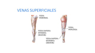 VENAS SUPERFICIALES
VENA SAFENA
INTERNA
(MAYOR)
VENA
FEMORAL
VENA SAFENA
EXTERNA
(MENOR)
VENA
POPLÍTEA
 