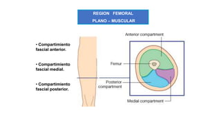 REGION FEMORAL
PLANO – MUSCULAR
• Compartimiento
fascial anterior.
• Compartimiento
fascial medial.
• Compartimiento
fascial posterior.
 