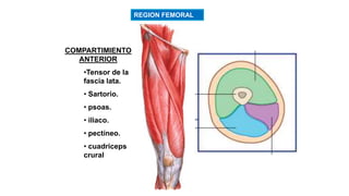 REGION FEMORAL
COMPARTIMIENTO
ANTERIOR
•Tensor de la
fascia lata.
• Sartorio.
• psoas.
• iliaco.
• pectíneo.
• cuadriceps
crural
 