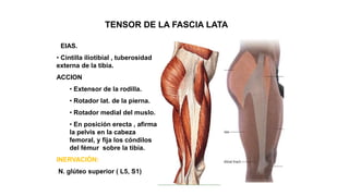 TENSOR DE LA FASCIA LATA
• EIAS.
• Cintilla iliotibial , tuberosidad
externa de la tibia.
ACCION
• Extensor de la rodilla.
• Rotador lat. de la pierna.
• Rotador medial del muslo.
• En posición erecta , afirma
la pelvis en la cabeza
femoral, y fija los cóndilos
del fémur sobre la tibia.
INERVACIÓN:
N. glúteo superior ( L5, S1)
 
