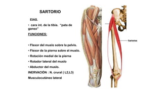 SARTORIO
• EIAS.
• cara int. de la tibia. “pata de
ganso”
FUNCIONES:
• Flexor del muslo sobre la pelvis.
• Flexor de la pierna sobre el muslo.
• Rotación medial de la pierna
• Rotador lateral del muslo
• Abductor del muslo.
INERVACIÓN : N. crural ( L2,L3)
Musculocutáneo lateral
 
