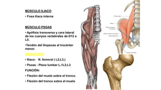 MÚSCULO ILIACO
• Fosa iliaca interna
MÚSCULO PSOAS
• Apófisis transversa y cara lateral
de los cuerpos vertebrales de D12 a
L5.
•Tendón del iliopsoas al trocánter
menor.
INERVACIÓN
• Iliaco: N. femoral ( L2,L3.)
• Psoas : Plexo lumbar L,1L2,L3
FUNCIÓN:
• Flexión del muslo sobre el tronco.
• Flexión del tronco sobre el muslo.
 