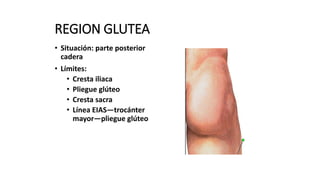 REGION GLUTEA
• Situación: parte posterior
cadera
• Límites:
• Cresta iliaca
• Pliegue glúteo
• Cresta sacra
• Línea EIAS—trocánter
mayor—pliegue glúteo
 