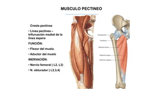 MUSCULO PECTINEO
• Cresta pectínea
• Línea pectínea –
trifurcación medial de la
línea áspera
FUNCIÓN:
• Flexor del muslo.
• Aductor del muslo
INERVACIÓN:
• Nervio femoral ( L2, L3)
• N. obturador ( L2,3,4)
 