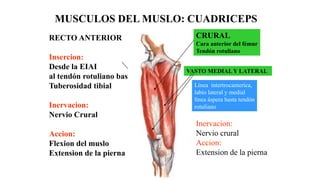 MUSCULOS DEL MUSLO: CUADRICEPS
RECTO ANTERIOR
Insercion:
Desde la EIAI
al tendón rotuliano base
Tuberosidad tibial
Inervacion:
Nervio Crural
Accion:
Flexion del muslo
Extension de la pierna
CRURAL
Cara anterior del fémur
Tendón rotuliano
VASTO MEDIAL Y LATERAL
Línea intertrocanterica,
labio lateral y medial
línea áspera hasta tendón
rotuliano
Inervacion:
Nervio crural
Accion:
Extension de la pierna
 