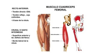 MUSCULO CUADRICEPS
FEMORAL
RECTO ANTERIOR:
• Tendón directo- EIAI.
• Tendón reflejo , ceja
cotiloidea.
• A base de la rótula.
CRURAL O VASTO
INTERMEDIO
• Superficie anterior y
lat. diáfisis del fémur.
• Borde lateral de la
rótula
 