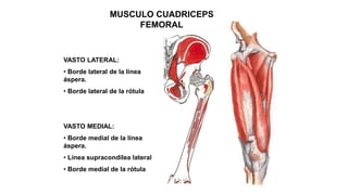 MUSCULO CUADRICEPS
FEMORAL
VASTO LATERAL:
• Borde lateral de la línea
áspera.
• Borde lateral de la rótula
VASTO MEDIAL:
• Borde medial de la línea
áspera.
• Línea supracondilea lateral
• Borde medial de la rótula
 