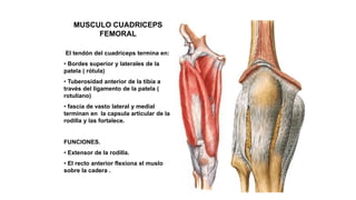 MUSCULO CUADRICEPS
FEMORAL
El tendón del cuadriceps termina en:
• Bordes superior y laterales de la
patela ( rótula)
• Tuberosidad anterior de la tibia a
través del ligamento de la patela (
rotuliano)
• fascia de vasto lateral y medial
terminan en la capsula articular de la
rodilla y las fortalece.
FUNCIONES.
• Extensor de la rodilla.
• El recto anterior flexiona el muslo
sobre la cadera .
 