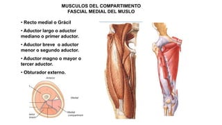 MUSCULOS DEL COMPARTIMENTO
FASCIAL MEDIAL DEL MUSLO
• Recto medial o Grácil
• Aductor largo o aductor
mediano o primer aductor.
• Aductor breve o aductor
menor o segundo aductor.
• Aductor magno o mayor o
tercer aductor.
• Obturador externo.
 