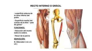 RECTO INTERNO O GRÁCIL
• superficie externa de
la rama inferior del
pubis
• Superficie medial del
cuerpo de la tibia “ pata
de ganso”
FUNCIONES;
• Aducción del muslo
sobre la cadera.
• flexor de la pierna
INERVACIÓN:
N. Obturador ( L2, L3,
L4 )
 
