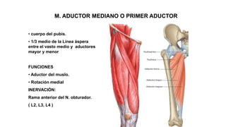 M. ADUCTOR MEDIANO O PRIMER ADUCTOR
• cuerpo del pubis.
• 1/3 medio de la Línea áspera
entre el vasto medio y aductores
mayor y menor
FUNCIONES
• Aductor del muslo.
• Rotación medial
INERVACIÓN:
Rama anterior del N. obturador.
( L2, L3, L4 )
 