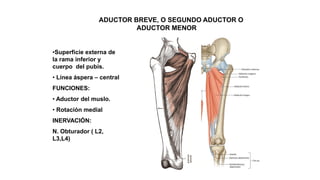 M. ADUCTOR BREVE, O SEGUNDO ADUCTOR O
ADUCTOR MENOR
•Superficie externa de
la rama inferior y
cuerpo del pubis.
• Línea áspera – central
FUNCIONES:
• Aductor del muslo.
• Rotación medial
INERVACIÓN:
N. Obturador ( L2,
L3,L4)
 